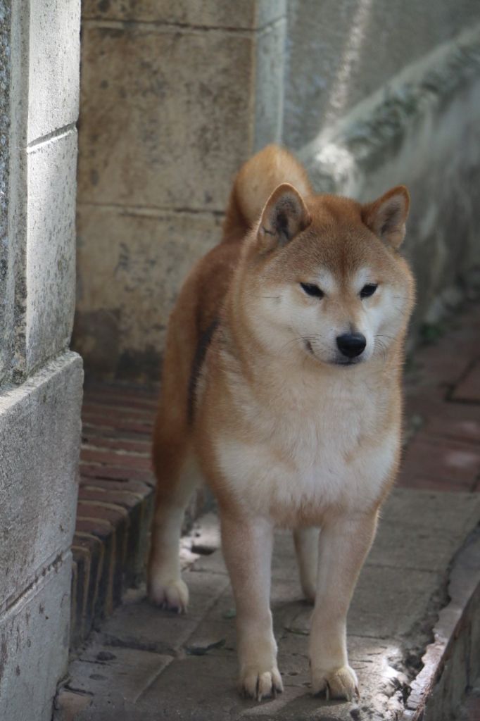 Nikki-no-kouju Of Nagaregumo