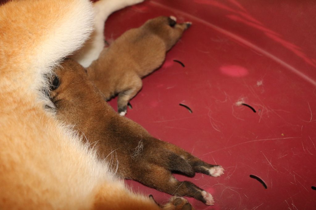 Chiot Shiba Of Nagaregumo